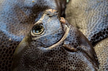 close up of fish