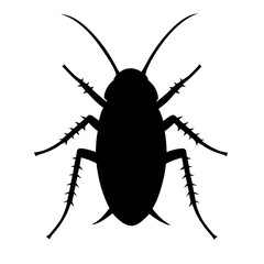 black bug isolated on white background
