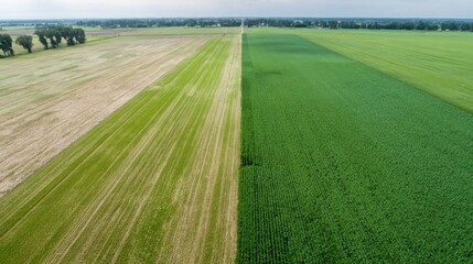 Obraz premium road in the field