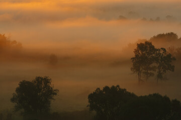 Foggy forest landscape glowing in sunrise light