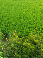It is a green rice paddy landscape in summer.