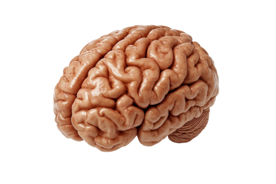 Human brain, showing the cerebrum and cerebellum, isolated on transparent background