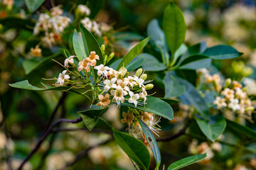 Beautiful flower of (Fagraea fragrans Roxb) commonly known as Tembusu, kankrao flower. or Cyrtophyllum fragrans. This picture was taken with a high-resolution camera in Myanmar.