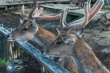 Ranca upas is a breeding place for deer that is protected by its existence. 