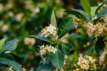 Beautiful flower of (Fagraea fragrans Roxb) commonly known as Tembusu, kankrao flower. or Cyrtophyllum fragrans. This picture was taken with a high-resolution camera in Myanmar.