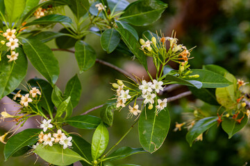 Beautiful flower of (Fagraea fragrans Roxb) commonly known as Tembusu, kankrao flower. or Cyrtophyllum fragrans. This picture was taken with a high-resolution camera in Myanmar.