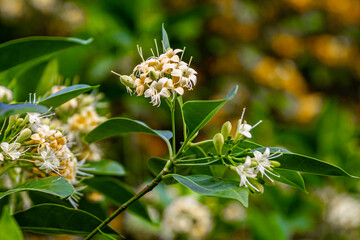 Beautiful flower of (Fagraea fragrans Roxb) commonly known as Tembusu, kankrao flower. or Cyrtophyllum fragrans. This picture was taken with a high-resolution camera in Myanmar.