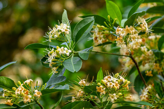 Beautiful flower of (Fagraea fragrans Roxb) commonly known as Tembusu, kankrao flower. or Cyrtophyllum fragrans. This picture was taken with a high-resolution camera in Myanmar.