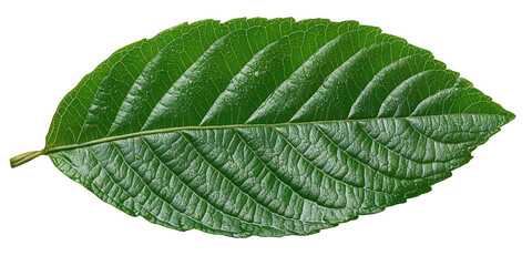 Fototapeta premium A single vibrant green leaf with prominent veins and a textured surface showcasing its natural beauty isolated on transparent background