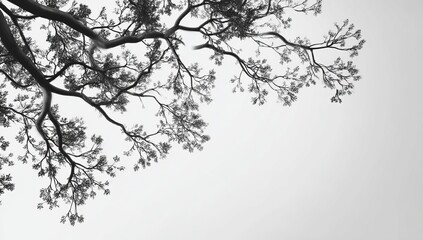 Gray-scale view of tree branches reaching skyward