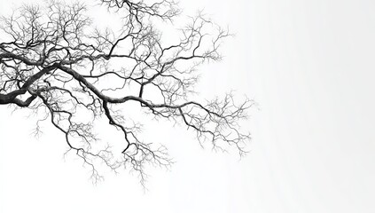 Bare tree branches against a bright white sky