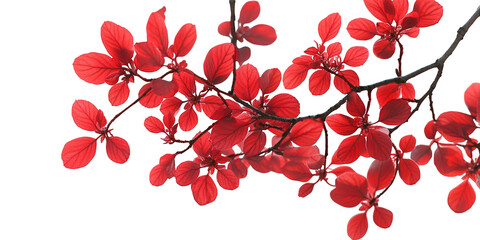 Vibrant red leaves on a delicate branch showcasing the rich autumn colors of a plant isolated on transparent background