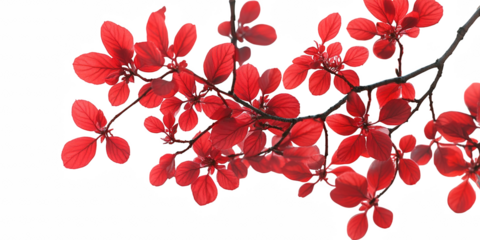 Vibrant red leaves on a delicate branch showcasing the rich autumn colors of a plant isolated on transparent background