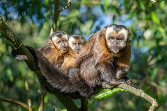 Brown capuchin (Sapajus apella) in the Manu National Park, Peru