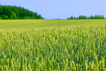 初夏の麦畑・オーヴェールの丘（北海道・大空町）