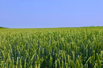 初夏の麦畑・オーヴェールの丘（北海道・大空町）