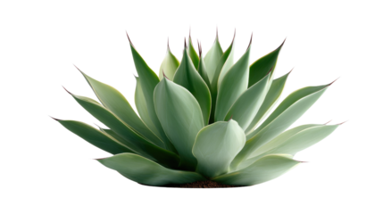 Agave Plant in Light: a studio shot of a striking succulent plant with long, sharp leaves and a touch of green, all of the composition of this image is well thought out.
