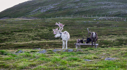 Skarsvag is a village in Nordkapp Municipality in Finnmark county, Norway.