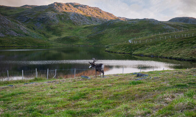 Fototapete bei efototapeten.de bestellen   