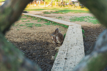 Ranca upas is a breeding place for deer that is protected by its existence. 