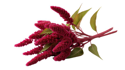 Obraz premium Vivid Amaranth: A close-up of a vibrant amaranth flower, showcasing the velvety texture and rich, captivating color, with delicate green leaves accenting its beauty.
