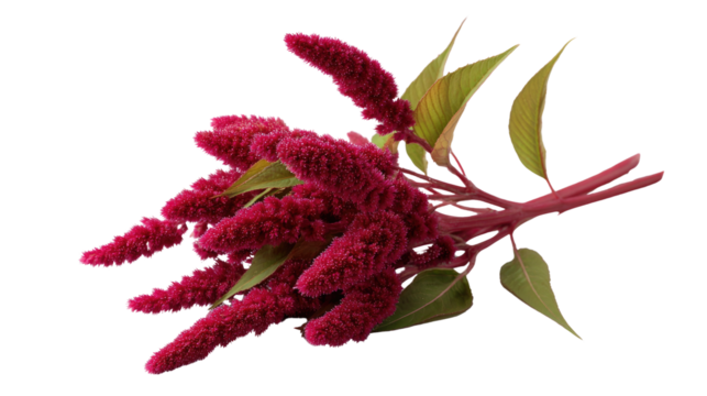 Vivid Amaranth: A close-up of a vibrant amaranth flower, showcasing the velvety texture and rich, captivating color, with delicate green leaves accenting its beauty.