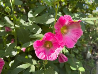 Fototapeta premium A pink flower with a yellow center. The flower is surrounded by green leaves. There are two other pink flowers in the background