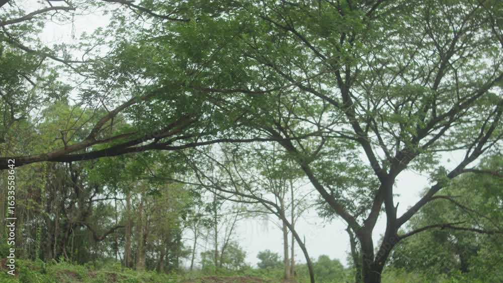 Poster zoomed-in view of two trees standing closely, their branches gently touching each other