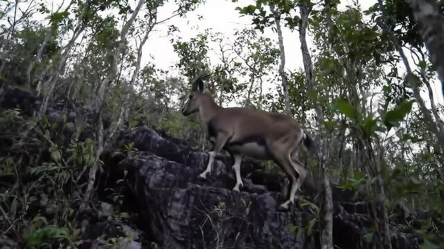 Himalayan Goral Scaling Rocky Mountain Terrain in Lush Forest