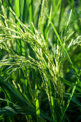 View of young rice fields, bright green, blurred nature background. Green rice ears.
