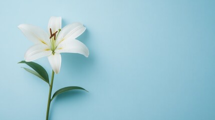 Fototapeta premium A single white lily on a light blue background