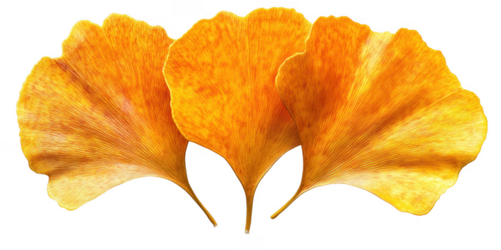 Three vibrant golden yellow ginkgo biloba leaves with intricate veining displayed in a fan like arrangement isolated on transparent background