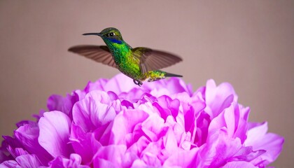 A hummingbird with vibrant green and blue feathers is captured mid-flight against a purple background, hovering above a surface covered in purple flower petals.
