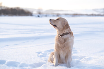Golden retriever dog sitting in the snow