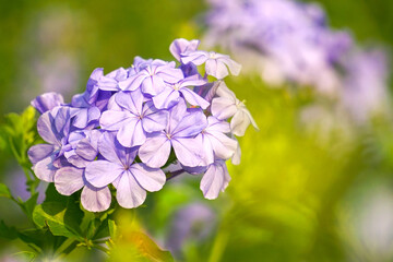 Cape leadwort flowers. Closed-up blue flowers Phlox divaricata or woodland phlox. woodland phlox plant the garden with in the morning.