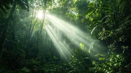 Obraz premium Sunbeams filter through primeval forest 