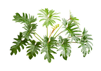 Philodendron Xanadu, Xanadu leaves  isolated on white background, with clipping path  © DEWINs