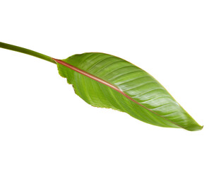 Strelitzia reginae leaves, Bird of paradise foliage, Tropical leaf isolated on white background with clipping path