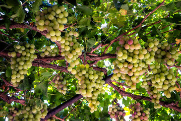 Delicious grapes growing on a grapevine in Cyprus