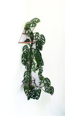 Green Ivy plant on white wall background, Small tropical Monstera Adansonii houseplant and Monstera Monkey Mask in flower pot isolated on white background