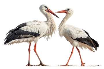 Two white storks facing each other with beaks touching isolated on transparent background