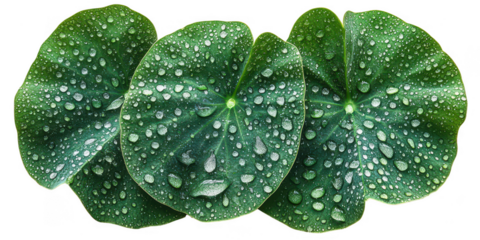 Three vibrant green heart shaped leaves with white speckles and water droplets showcasing intricate natural patterns isolated on transparent background
