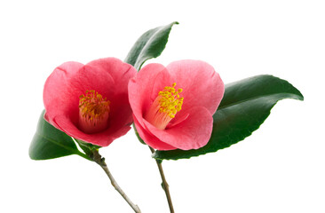 Naklejka premium Pink camellia flower, Japanese camellia blooming with leaves isolated on white background, with clipping path