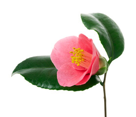 Pink camellia flower, Japanese camellia blooming with leaves isolated on white background, with...