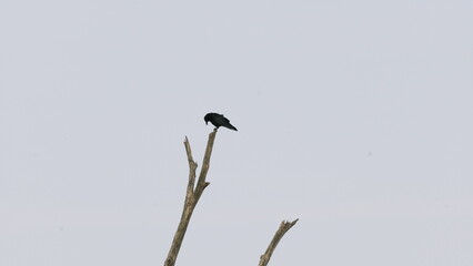 black crowned night heron