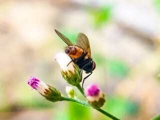Cochliomyia hominivorax, the New World screw worm fly, or screw-worm for short, is a species of parasitic fly that is well known for the way in which its larvae (maggots) eat the living tissue.