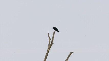 bird on a branch