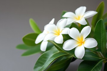 Fototapeta premium Close-up of delicate white plumeria flowers and green leaves against a muted gray background