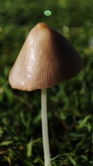 Macro photograph of a small brown mushroom with a conical cap growing in green grass with a blurred...