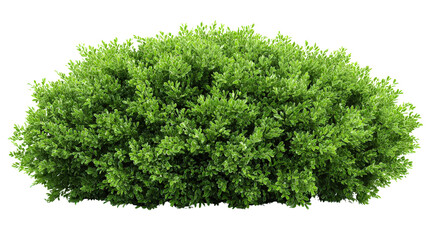 Obraz premium Bushy green garden bush Transparent background, PNG file